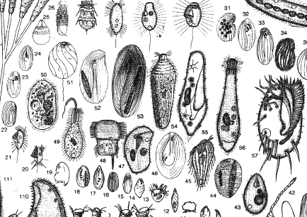 Ciliate chart