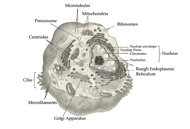 organelles